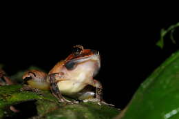 Image of Common Madagascar Frog