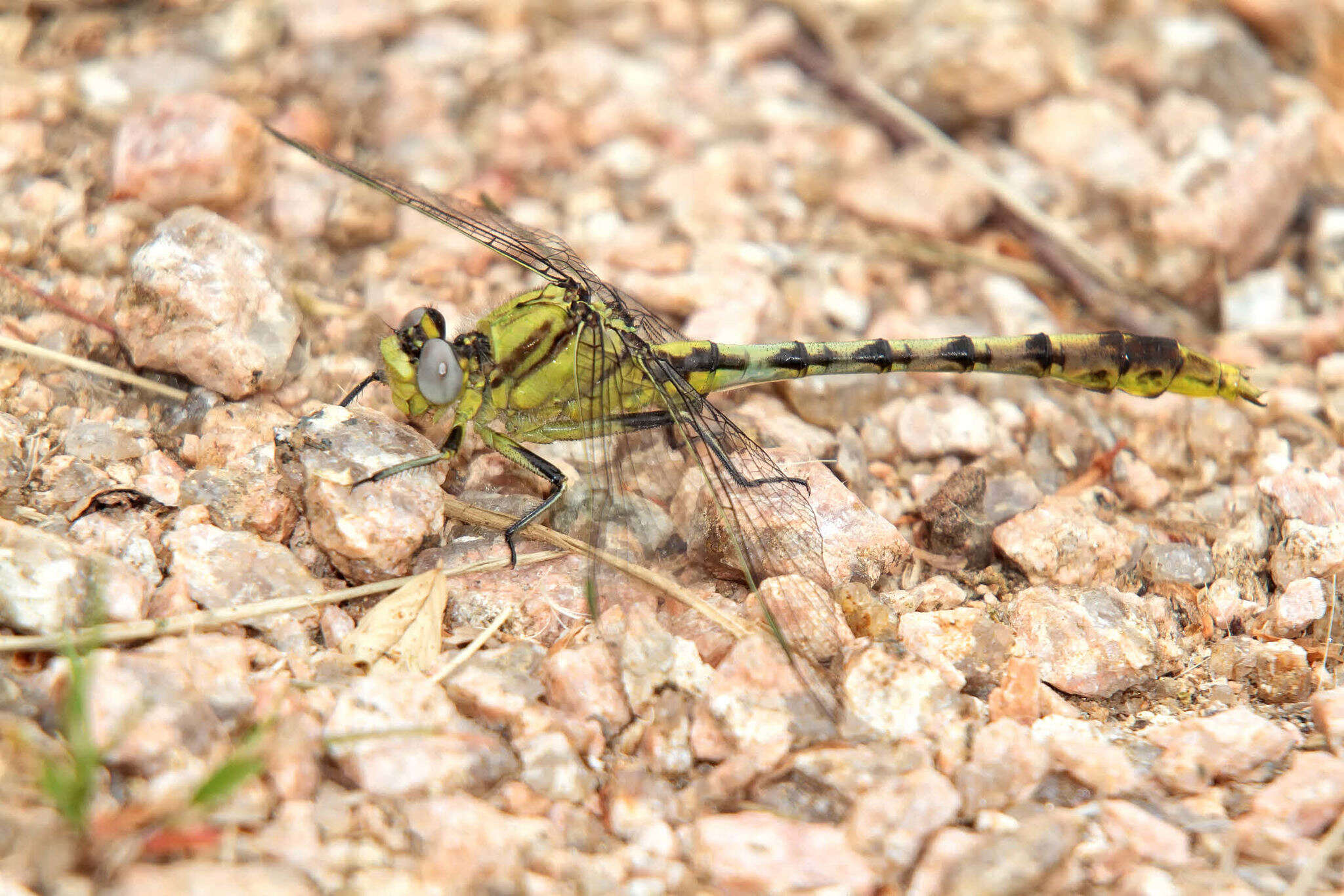 Sivun Arigomphus lentulus (Needham 1902) kuva