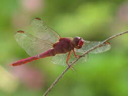 Image of Carmine Skimmer