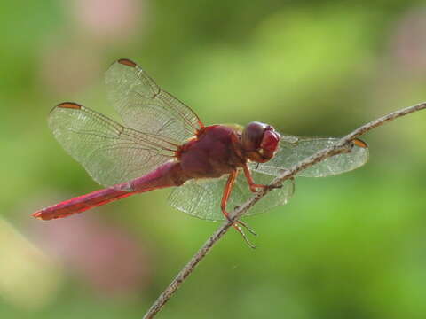 Image of Carmine Skimmer