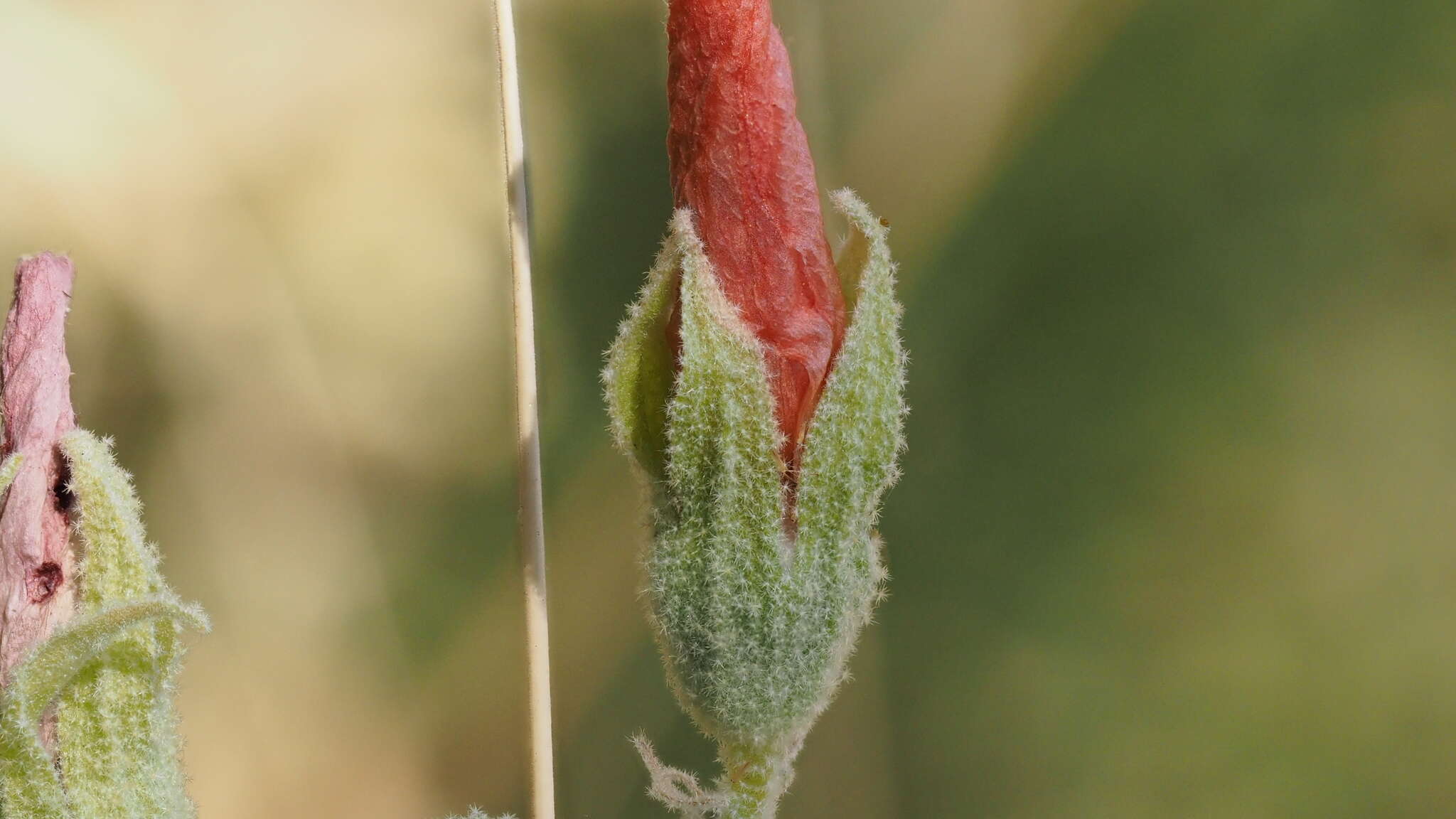 Sivun Sphaeralcea ambigua var. rugosa (Kearney) Kearney kuva