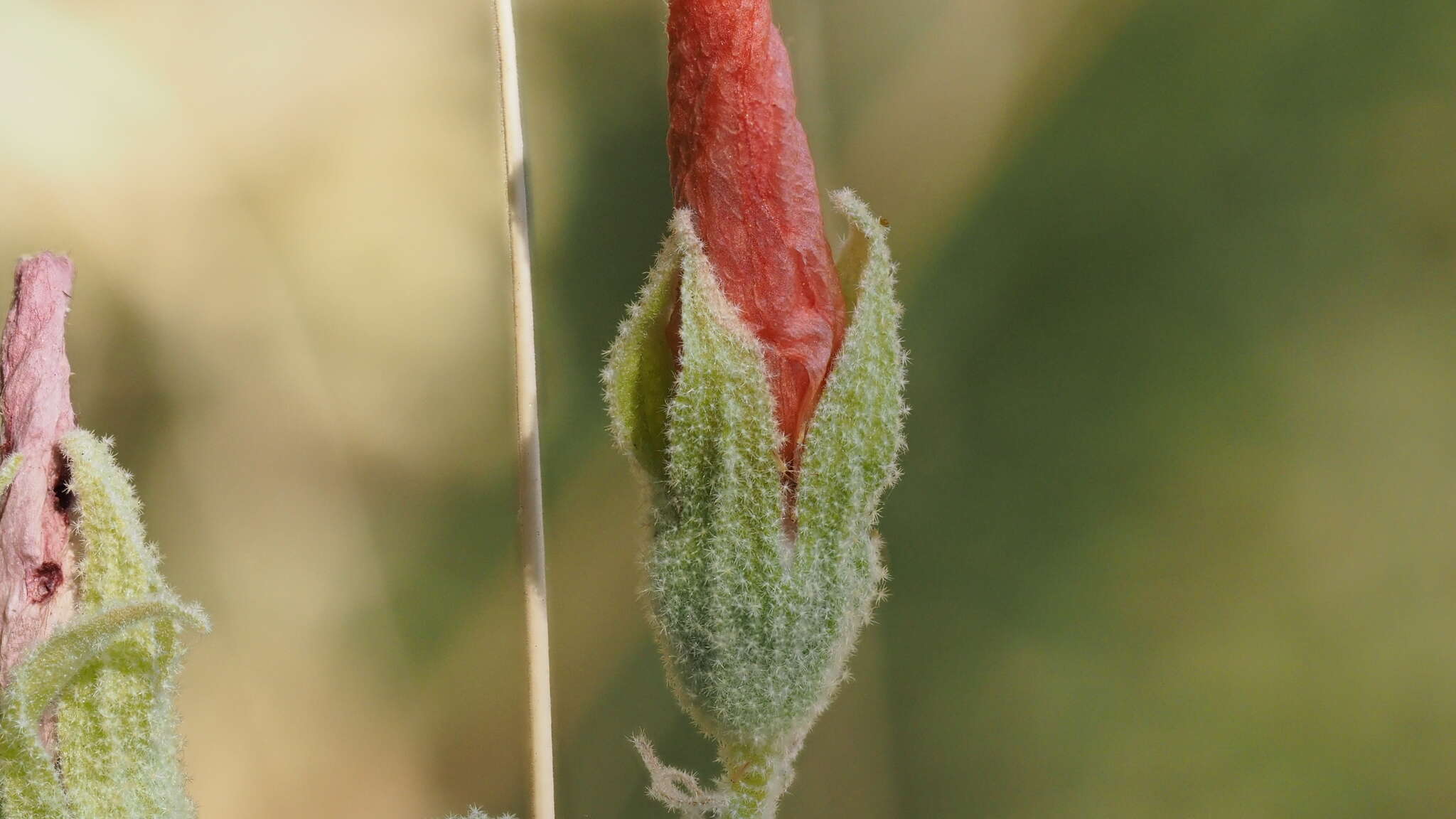 Image of desert globemallow