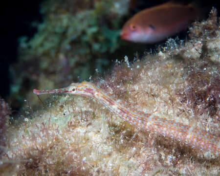 Image of Ocellated pipefish