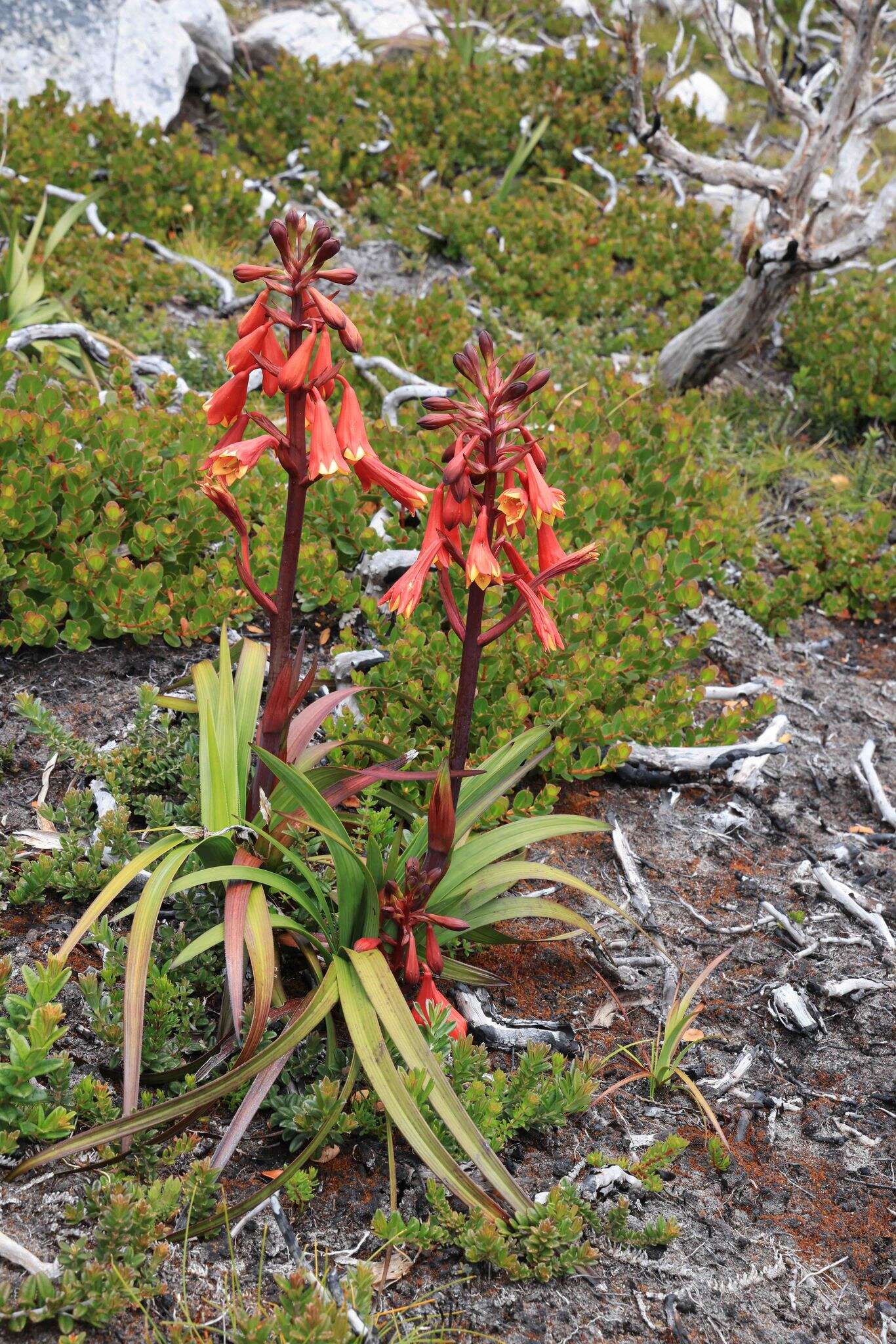 Image of Tasmanian Christmas Bell