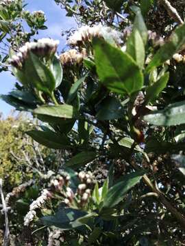 Image of Ageratina pseudochilca (Benth.) R. King & H. Rob.