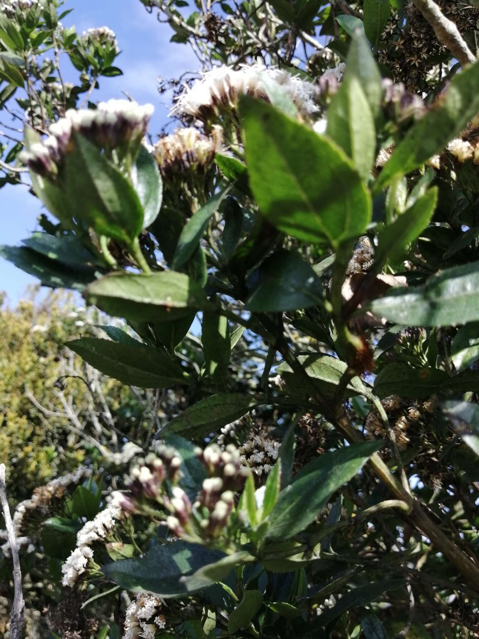 Sivun Ageratina pseudochilca (Benth.) R. King & H. Rob. kuva