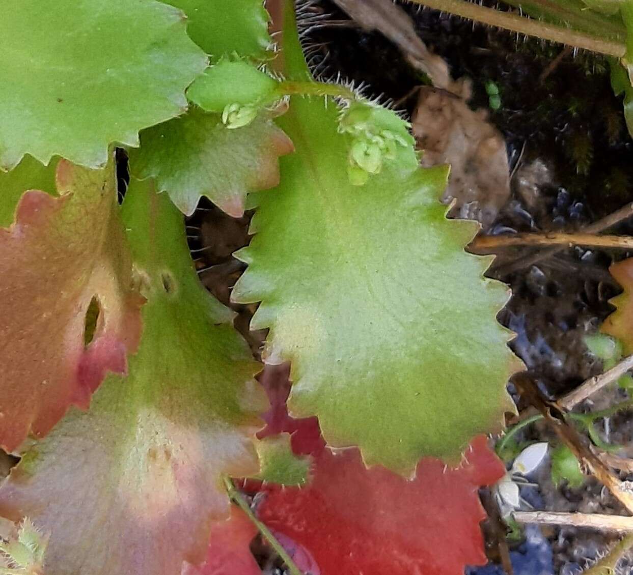 Plancia ëd Micranthes clusii subsp. lepismigena (Planellas) Gornall