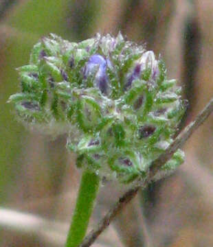 Image of bluehead gilia