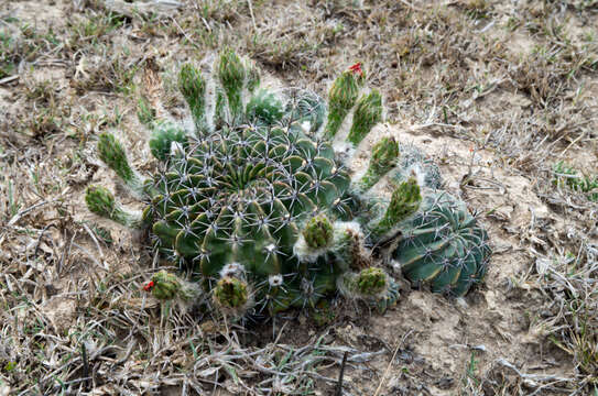 Image de Echinopsis calorubra Cárdenas