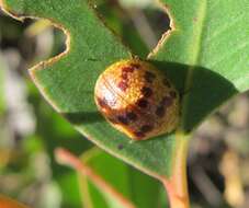 Imagem de <i>Paropsis obsoleta</i>