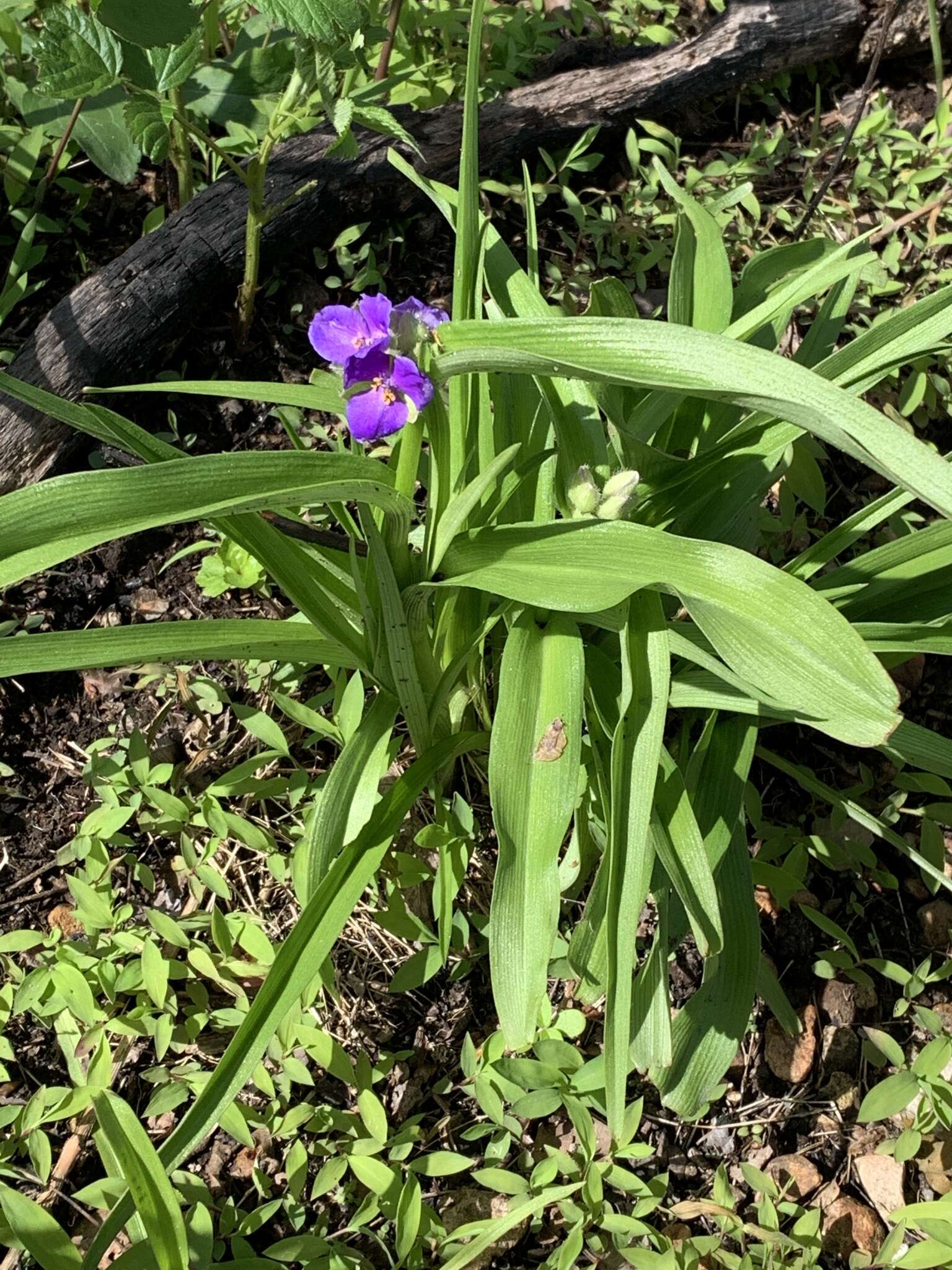 Image of Ozark spiderwort