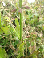 Image of lyreleaf sage