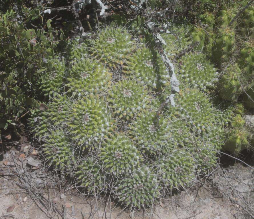 صورة Mammillaria compressa subsp. centralifera (Repp.) D. R. Hunt