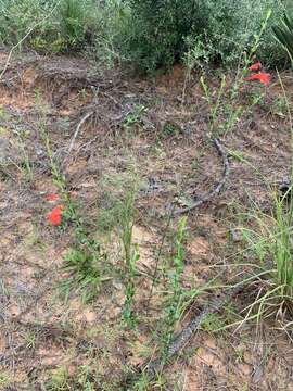 Image of scarlet calamint