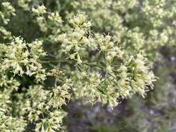 Image of Baccharis flabellata Hook. & Arn.