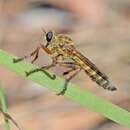 Image of Machimus polyphemi Bullington & Beck 1991