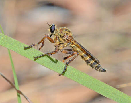 Image of Machimus polyphemi Bullington & Beck 1991