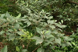 Olearia argophylla (Labill.) F. Müll. resmi