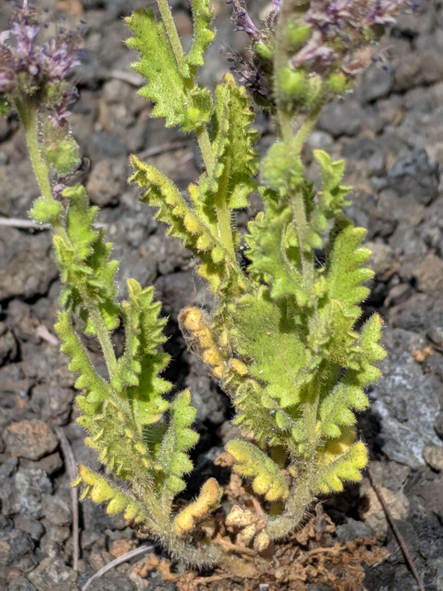 Phacelia serrata J. W. Voss resmi