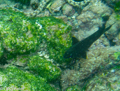 Image of Galapagos ringtail damselfish