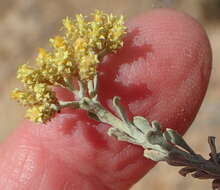 Sivun Helichrysum excisum (Thunb.) Less. kuva