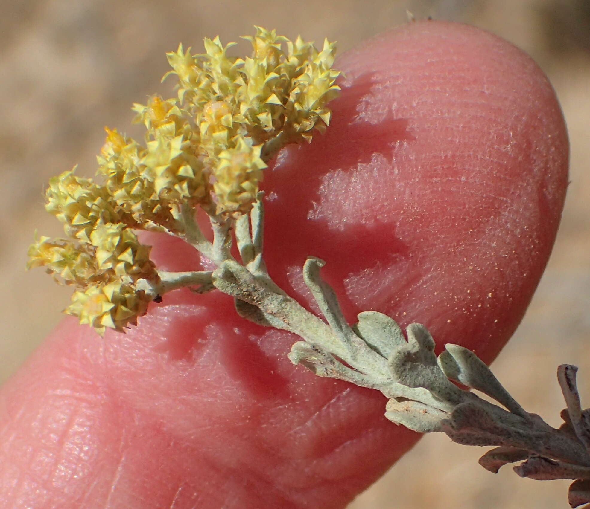 Image of Helichrysum excisum (Thunb.) Less.