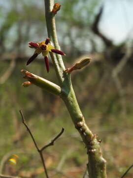 Caralluma adscendens var. bicolor的圖片