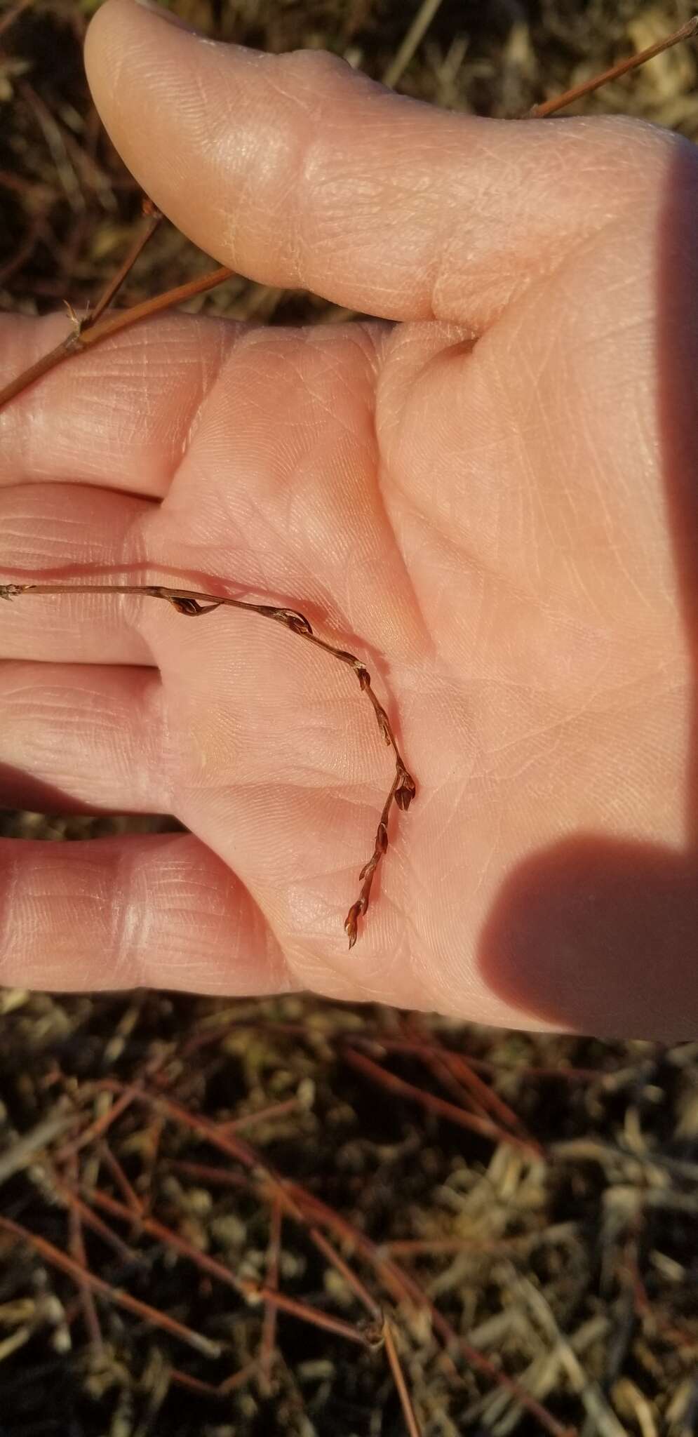 Image of erect knotweed