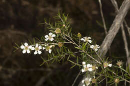 Sivun Leptospermum variabile J. Thompson kuva