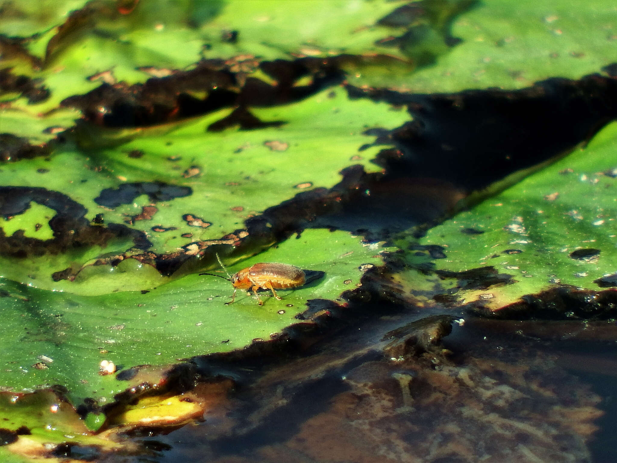 Image de <i>Galerucella nipponensis</i>