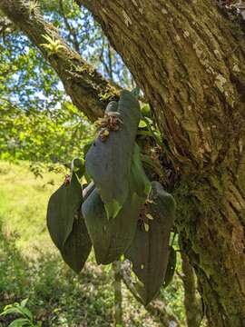 Image of Acianthera cogniauxiana (Schltr.) Pridgeon & M. W. Chase