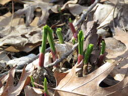 Sivun Allium tricoccum var. tricoccum kuva