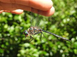 Image of Williamson's Emerald