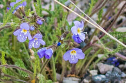 Image de Polemonium pulcherrimum subsp. pulcherrimum