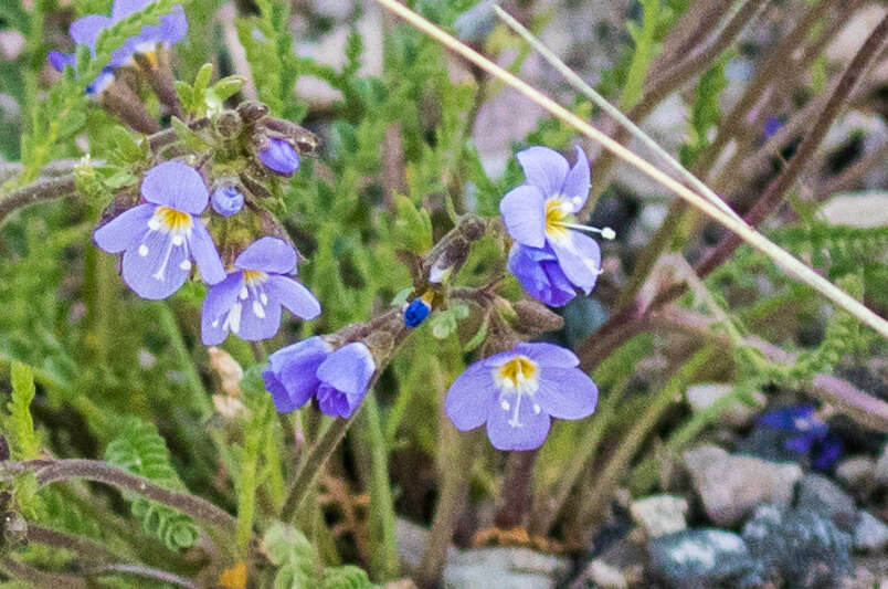 Image de Polemonium pulcherrimum subsp. pulcherrimum