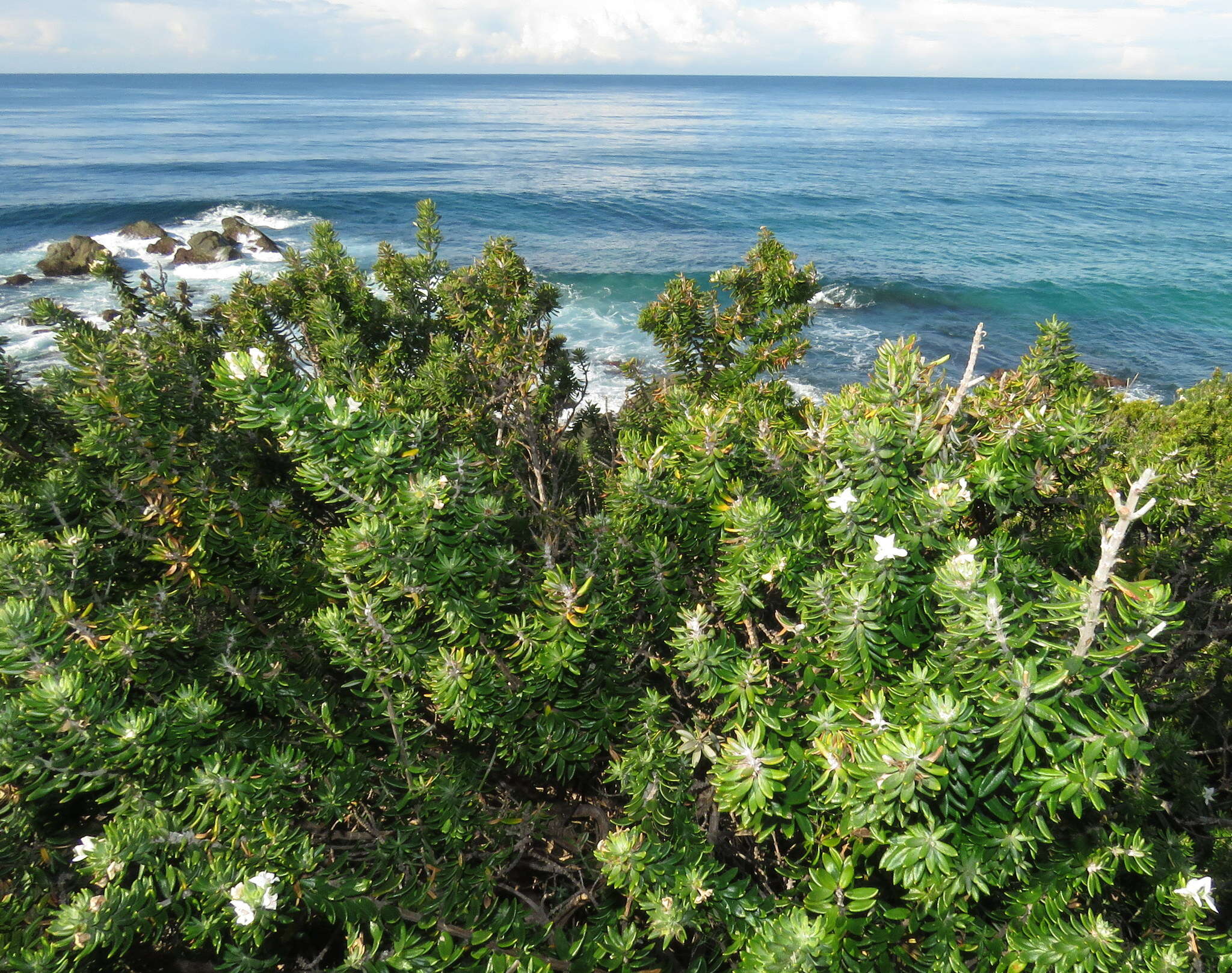 Image of Westringia fruticosa (Willd.) Druce