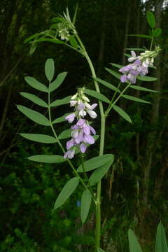 Image of Goat's rue