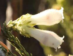 Image of Erica pectinifolia var. pectinifolia