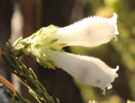 Image of Erica pectinifolia var. pectinifolia