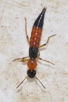 Image de Paederus (Harpopaederus) brevipennis Lacordaire 1835