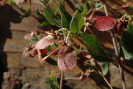 Image of Canary nettle