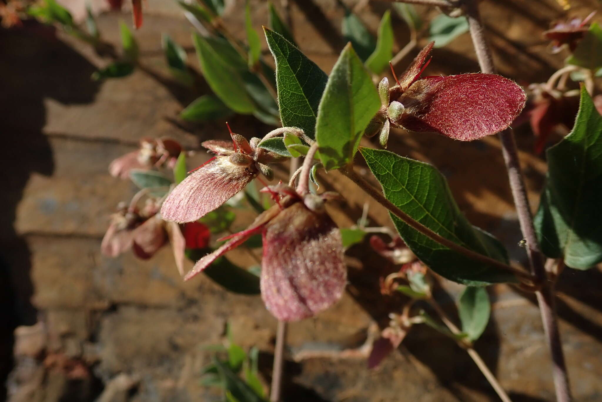 Image of Canary nettle