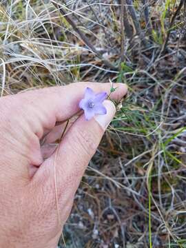 Image de Campanula giesekiana Vest ex Schult.