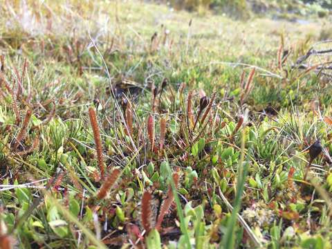 Image of Drosera arcturi Hook.