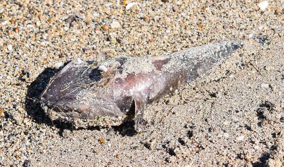 Image of Gulf Toadfish