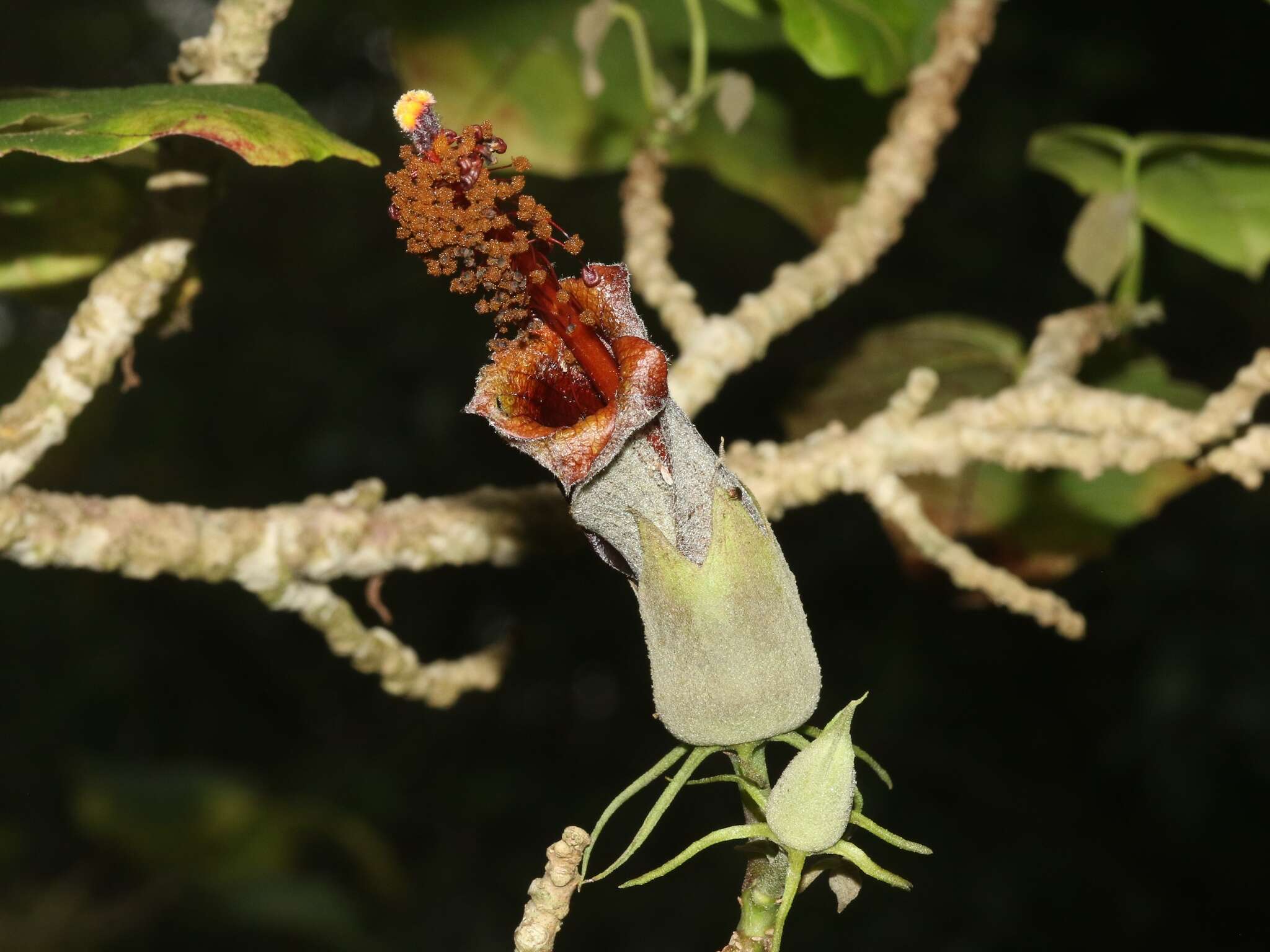 Image of Kilauea hau kuahiwi