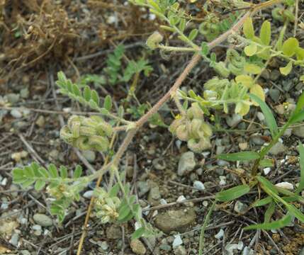 Image de Astragalus contortuplicatus L.