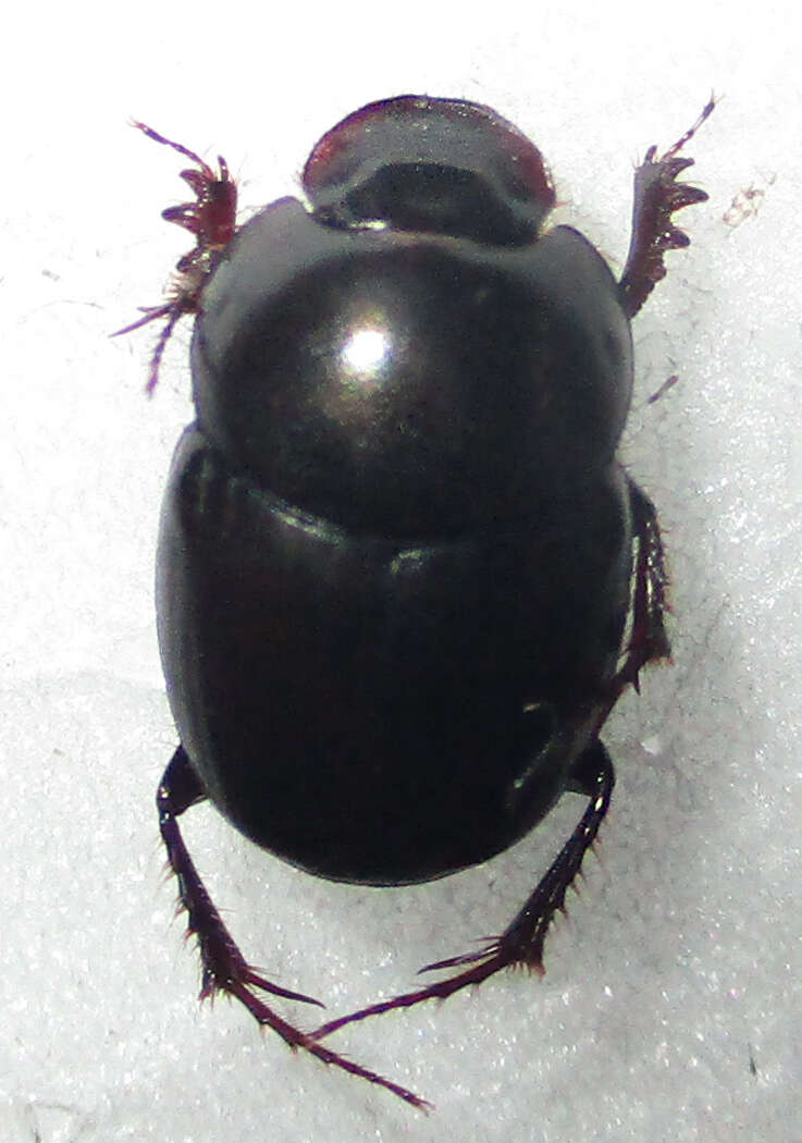 Imagem de Euonthophagus carbonarius (Klug 1855)