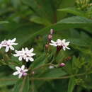 Image of Stevia yaconensis Hieron.