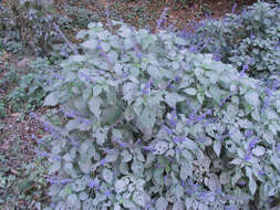 Image of Salvia roscida Fernald